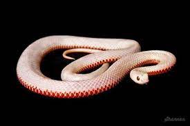 Pin On Garden Of The Year Of The Black Water Snake