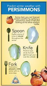 Can Persimmon Seeds In Your Backyard Predict Winter S Weather Persimmon Persimmons Simple Weather