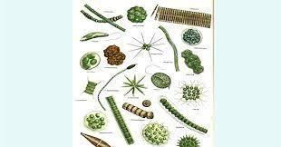 Protista Mirip Tumbuhan Hair Accessories Blog