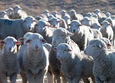 Rambouillet sheep is a large breed of hard, vigorous, elegant bone. 8 Rambouillet Sheep Ideas Sheep Breeds Yarn