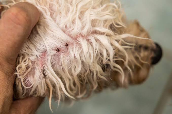 Dog Fleas in the UK – Complete Guide for Dog Owners