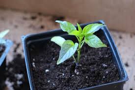 Check spelling or type a new query. Jalapeno Plant Stages W Pictures Seedling To Harvest Pepper Geek