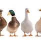 47th Annual Great American Duck Race