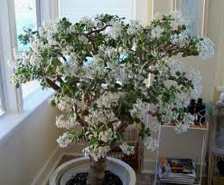 Maybe you would like to learn more about one of these? Helen Chesnut With Proper Care Jade Plant Can Last For Decades Times Colonist