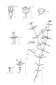 Image result for Oldenlandia goreensis