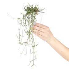 Image result for Ceropegia gracilior