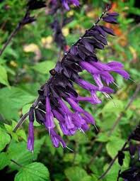 Pin On Planten Uit Engeland