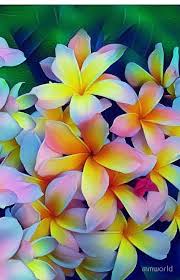 Plumeria plants (plumeria sp), which are also known as lei flowers and frangipani, are actually small trees that are native to tropical regions. Hawaiian Tropical Plumeria Frangipani Iphone Case Cover By Sassee Designs Beautiful Flowers Photography Hawaii Flowers Plumeria Flowers
