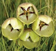 Image result for Pachycarpus firmus