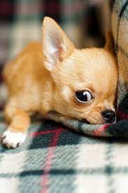 A Cute Chihuahua Puppy Cute Puppy Dog Chihuahua Cuteanimals Theworldisgreat Chihuahua Puppies Cute Chihuahua Chihuahua Dogs
