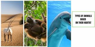 This category contains all habitat animals. Types Of Animals Based On Habitat Remember Animal