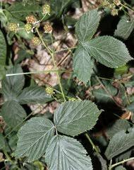 Image result for Rubus adolfi-friederici