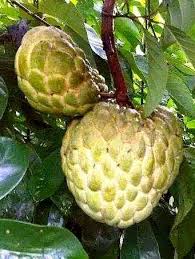 Lukisan buah buahan tempatan cikimmcom. Buah Nona Buah