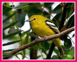 Burung cipoh ini merupakan jenis hewan arboreal yang dapat diartikan sebagai hewan yang sering menghabiskan sebagian besar waktunya di atas pepohonan, semak belukar, dan jarang turun ke tanah. Cara Budidaya Dan Merawat Burung Cipoh Agar Gacor Agar Rajin Bunyi