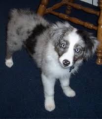 Check spelling or type a new query. Miniature Australian Shepherd Dog Breed Pictures 1