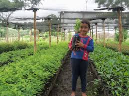 Photo Of The Week El Salvador Tree Nursery In Full Bloom Tree Nursery Photos Of The Week Green Jobs