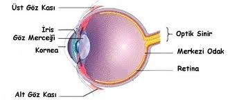 Gozde Odaklanmayi Saglayan Kaslar Gunde Yaklasik 100 000 Kez Hareket Eder Bacak Kaslarinizin Ayni Sekilde Calismasi Icin Gunde 80 Km Yurumeni Gozler Kas Bilgi