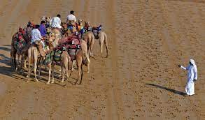 In the last 15 years camel racing has transformed into one of the richest sports in the world, with some races having a grand prize of one million dollars. Covid 19 Dubai Camel Races Resume With Robot Jockeys Sports Photos Gulf News