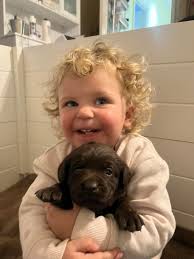 June at 14 weeks old #blacklab #labrador #puppy #bird #birddog #retriever  #duckdog #quail #quailhunting #puppytiktok #poweredbyinukshuk #obedience