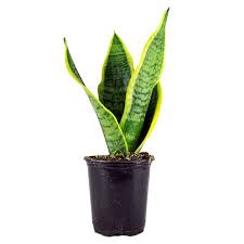 This plant checks off many boxes on the plant grim reaper list, but you may find on the opposite end of the spectrum in size stands the variety s. Snake Plant Sensiveria Aka Mother In Law Tongue Sansevieria Laurentii Gold Flame Plant Dracaena Trifasciata Plant Easy Care Houseplant Perfect For Low To Bright Light Conditions 10 Grower Pot Walmart Canada