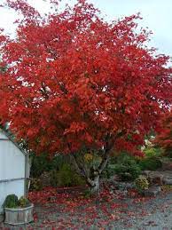 Shantung Maple Backyard Trees Plants Japanese Maple