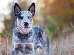 Der australian cattle dog ist ein äußerst arbeitswilliger hund. Australian Cattle Dog 2020 Charakter Wesen Hunde Fan De