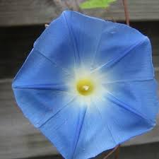 We did not find results for: Ipomoea Tricolor Heavenly Blue