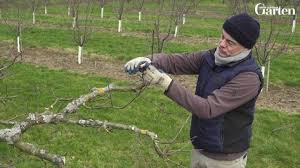 Video Apfelbaum Schneiden So Geht S Richtig Apfelbaume Schneiden Apfelbaum Obstbaume Schneiden