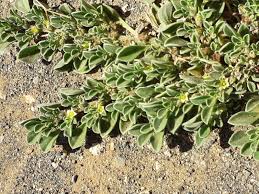 Image result for Aizoon virgatum