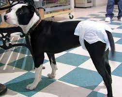 But how often does a cat, whether male or female, go into heat? Dog In Heat Good Pit Bulls