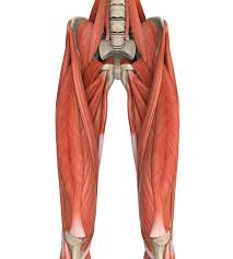 The thigh muscles are divided into three compartments: The Complete Guide To Lower Body Muscles For Exercise Empower Your Wellness