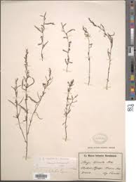 Image result for Striga bilabiata