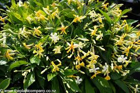Image result for Hymenosporum