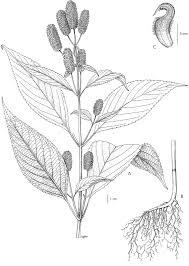 Image result for Coleus betonicifolius
