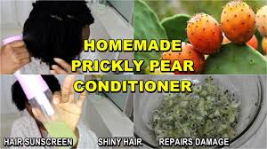 Cactus oil for hair is our secret weapon that proudly features some of these benefits, particularly as it relates to hair loss prevention. Benefits Of Prickly Pear For Hair Diy Leave In Conditioner Discoveringnatural Youtube