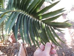 Image result for Encephalartos senticosus