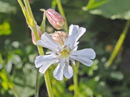 Image result for Silene abyssinica