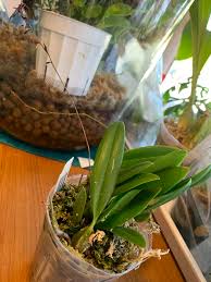 Image result for Bulbophyllum saltatorium