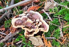 Image result for Pseudopodospermum hispanicum