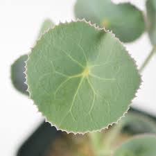 Image result for Senecio oxyriifolius