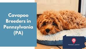He is well socialized and great with kids! 14 Cavapoo Breeders In Pennsylvania Pa Cavapoo Puppies For Sale Animalfate