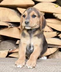 Golden retriever corgi mix is a cross of a golden retriever and a corgi, also known as golden corgi or corgi retriever. Buster Beagle Golden Retriever Mix Puppy For Sale In Fresno Oh Happy Valentines Day Happyvalentinesday2016i