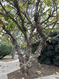 Image result for Ficus sycomorus