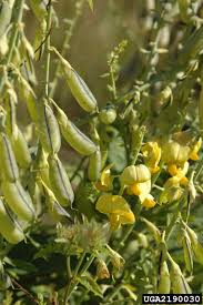 Image result for Crotalaria schliebenii