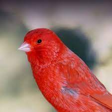 We have been breeding canaries for over 12 years. Red Factor Canary Personality Food Care Pet Birds By Lafeber Co