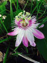 Pin By Jose Luis Joseph On Passiflora Passion Flower Mint Plants Flora Flowers