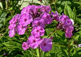 Image result for Phlox paniculata