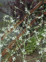 Image result for Crambe