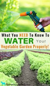 Gardens in an area that's cold and has frequent spells of rain needs to be watered every two. Watering Your Vegetable Garden For Healthy Plants The Organic Goat Lady