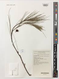 Image result for Casuarina littoralis